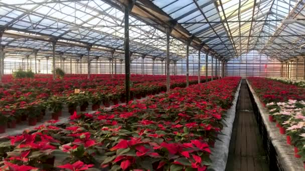 Τεράστιος Αριθμός Λαμπερών Κόκκινων Λουλουδιών Πουινσέτια Στην Χριστουγεννιάτικη Πώληση Στο — Αρχείο Βίντεο