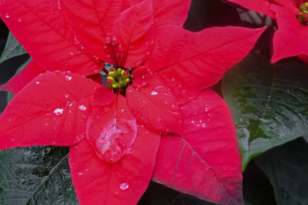 Primer Plano Flor Roja Brillante Poinsettia También Llamada Estrella Navidad — Foto de Stock