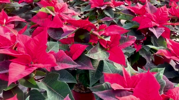 Grande Número Flores Poinsettia Vermelho Brilhante Venda Natal Estufa Loja — Vídeo de Stock