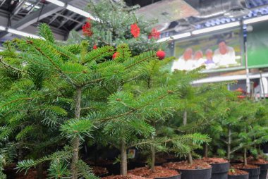 Moskova, Rusya, Kasım 2019: Saksılarda küçük kozalaklı fidanlar - ladin, köknar, çam ağaçları Noel ve yeni yıl arifesinde mağazada satılıyor.