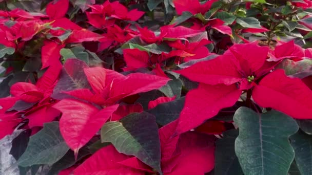 Rengeteg Élénk Piros Mikulásvirág Karácsonyi Vásáron Virágbolt Üvegházában — Stock videók
