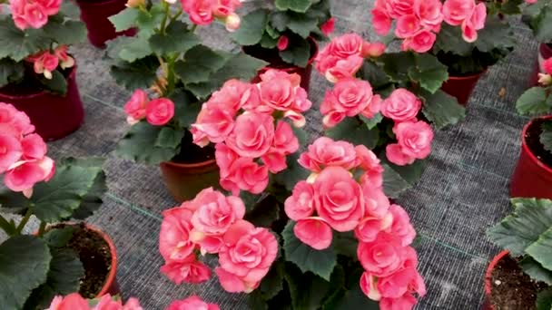 Nahaufnahme Vieler Leuchtend Rosa Blühender Begonien Blumentöpfen Frühling Blume Hintergrund — Stockvideo