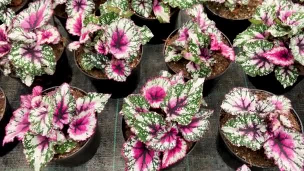 Gevarieerd Blad Van Groene Witte Roze Kleur Begonia Rex Bloempotten — Stockvideo