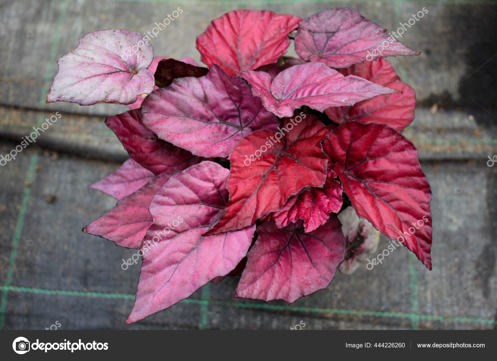 Fotos de Begonia rex, Imagens de Begonia rex sem royalties | Depositphotos