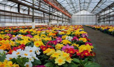 Birçok renkli çuha çiçeği, inek ayağı olarak da bilinir, bir serada yetişir. Seçici odak.