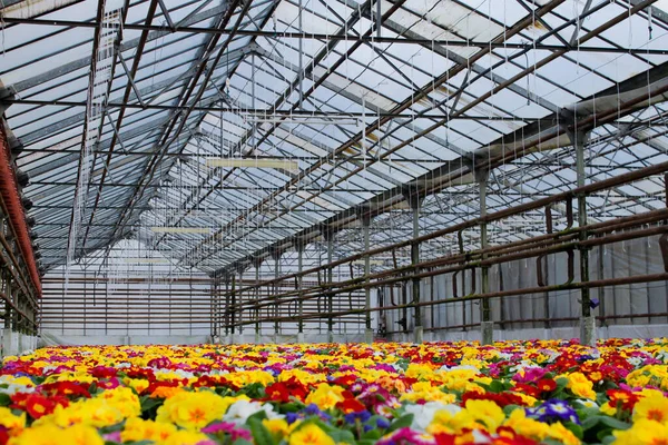 Una Alfombra Muchas Flores Multicolores Onagra También Conocidas Como Deslizamiento — Foto de Stock