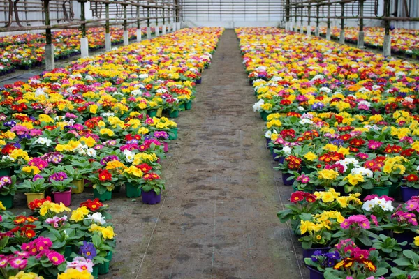 温室で栽培されているカウスリップとも呼ばれる多くの多色のバラの花 選択的焦点 — ストック写真