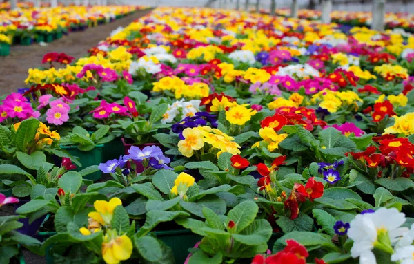 Una Alfombra Muchas Flores Multicolores Onagra También Conocidas Como Deslizamiento — Foto de Stock