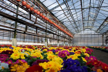 Bir sürü renkli çuha çiçeği, inek ayağı olarak da bilinir, satılık saksılarda..