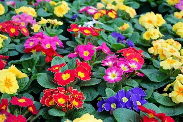 Gros Plan Une Variété Fleurs Onagre Multicolores Également Connues Sous — Photo