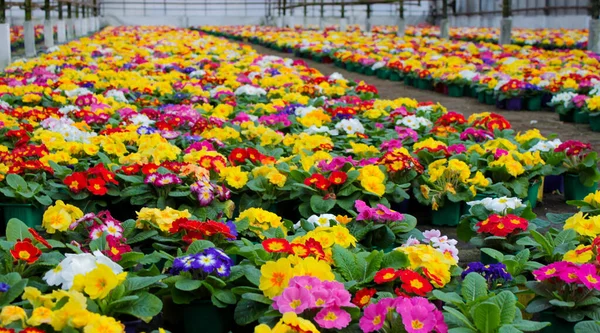 Tapete Muitas Flores Prímula Multicoloridas Também Conhecidas Como Cowslip Cultivadas — Fotografia de Stock