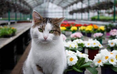 Beyaz, şirin bir kedi bir serada oturuyor. Beyaz bir çuha çiçeğinin ve renkli çiçeklerin arka planında..