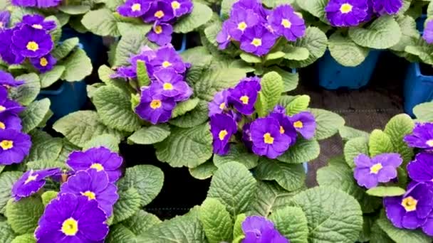 Bright Blue Purple Yellow Center Primrose Flowers Cowslip Bright Green — Stock Video