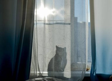 Kedi pencere perdesinde oturuyor ve perdenin arkasında onun gölgesini görebilirsiniz, bir siluet. Pencerenin dışında güneşli bir gün..