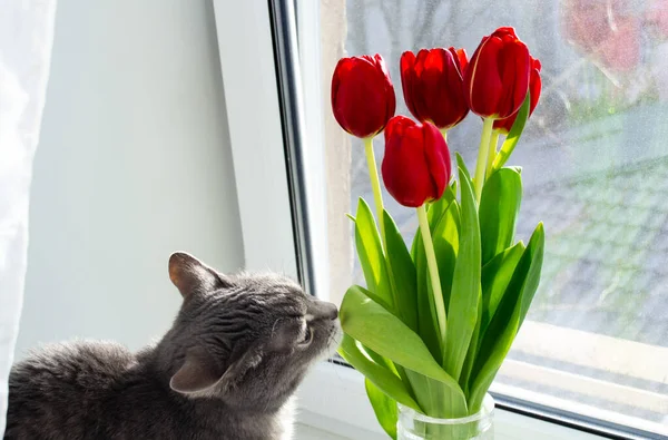 Gri bir kedi pencere kenarında oturur ve bir buket kırmızı lale yapraklarını koklar..