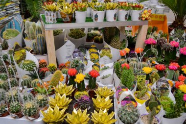 Moskova, Rusya, Kasım 2019: Çiçek saksılarına altın ve kırmızıya boyanmış çok sayıda lezzetli kaktüs. Çiçekçide indirim var..