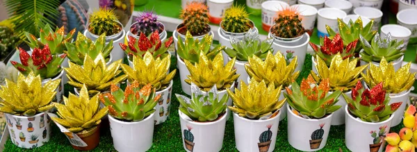 Moscú Rusia Noviembre 2019 Banner Con Gran Número Suculentos Cactus — Foto de Stock