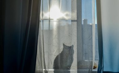 Kedi pencere perdesinde oturuyor ve perdenin arkasında onun gölgesini görebilirsiniz, bir siluet. Pencerenin dışında güneşli bir gün..