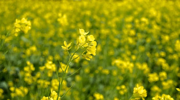 Close Uma Flor Colza Campo Colza Florido Amarelo Brilhante Fundo — Fotografia de Stock