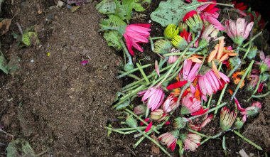 Kesik yaprakların yakın çekimi, pembe, sarı ve turuncu renkli gerbera çiçekleri, gübre olarak toprakla karıştırılmış yığın. Boşluğu kopyala.