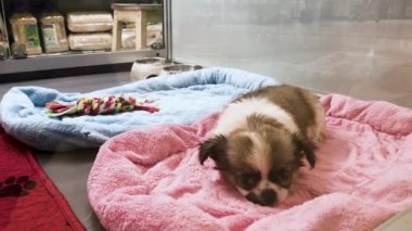Bir evcil hayvan dükkanının vitrininde pofuduk bir chihuahua köpeği kameraya bakar ve uyumak için paspasın üzerinde kendini rahat hisseder.