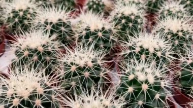 Bir sürü küçük yuvarlak kaktüs ve saksıda keskin sarı iğneler var. Çiçek Mağazası Satışı