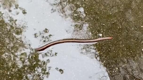 Primer Plano Una Lombriz Tierra Arrastrándose Bajo Lluvia Sobre Asfalto — Vídeo de stock