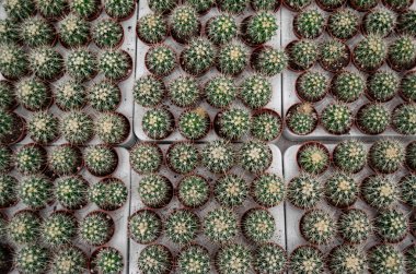 Bir sürü küçük yuvarlak kaktüs ve saksıda keskin sarı iğneler var. Çiçek Mağazası Satışı.