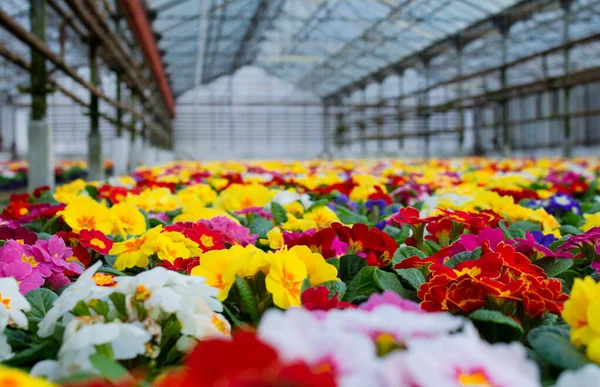 Una Alfombra Muchas Flores Multicolores Onagra También Conocidas Como Deslizamiento — Foto de Stock