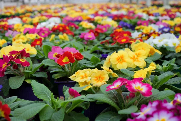 Primer Plano Una Variedad Flores Onagra Multicolores También Conocido Como — Foto de Stock