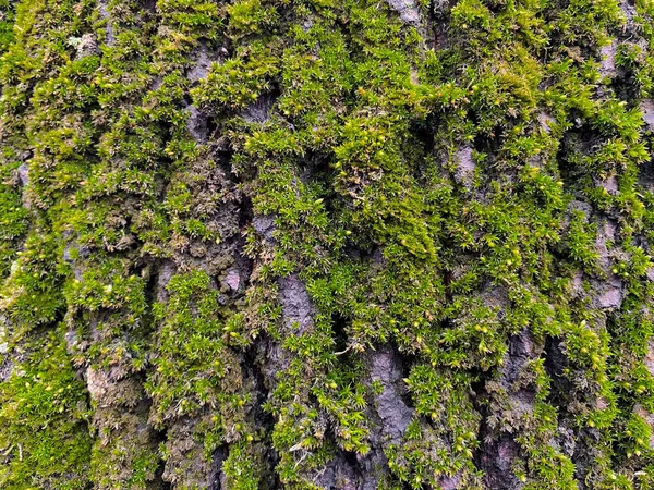 Detailní Záběr Kůry Starého Stromu Jasně Zeleným Mechem Přírodní Pozadí — Stock fotografie
