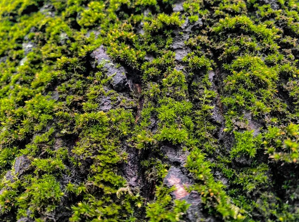 Detailní Záběr Kůry Starého Stromu Jasně Zeleným Mechem Přírodní Pozadí — Stock fotografie