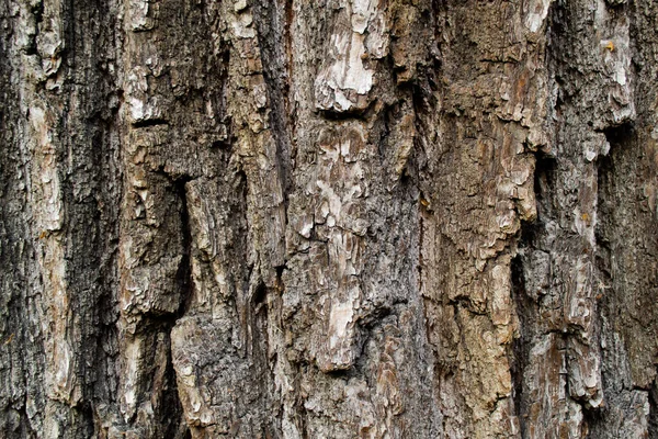 Detailní Záběr Hrubé Kůry Starého Obrovského Stromu Přírodní Pozadí Kopírovat — Stock fotografie