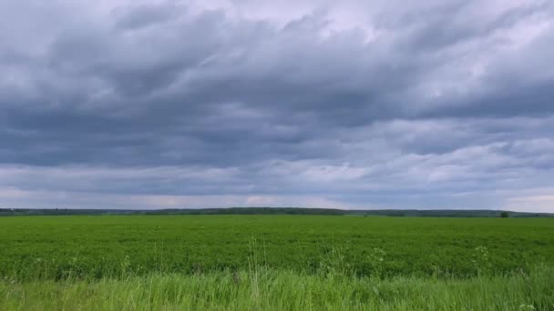 Ogromne Purpurowe Chmury Burzowe Nad Zielonym Polem Wiatr Przestrzeń Kopiowania — Wideo stockowe