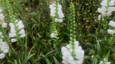 Arı Physostegia virginiana 'nın beyaz çiçeklerini döller, çiçeğin içine girer ve bir sonrakine uçar.