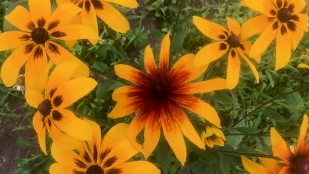 石膏族Rudbeckia的亮黄色花朵 类似雏菊 也被称为黑眼苏珊 Gloriosa Daisy和黄牛眼 多年生的花朵 在照料时毫不矫揉造作 — 图库视频影像