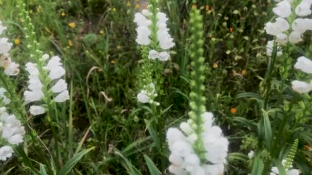 Abeja Poliniza Las Flores Blancas Physostegia Virginiana Subiendo Dentro Flor — Vídeo de stock