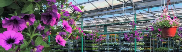 Banner Con Hermosas Flores Petunia Color Rosa Brillante Colgando Invernadero — Foto de Stock