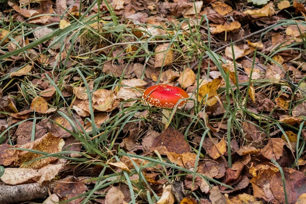 Vacker Röd Orange Flugsvamp Med Vita Prickar Växer Gulgrönt Gräs — Stockfoto