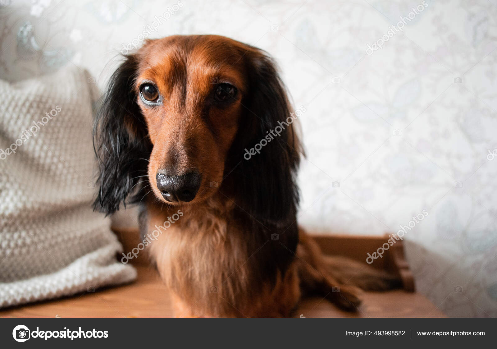 Wire Haired Dachshund Grooming