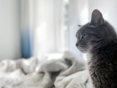 Güzel gri bir kedi sahibinin yatağında oturuyor ve bir yerlere bakıyor. Mavi perdelerin, beyaz keten çarşafların arkasında. Boşluğu kopyala.