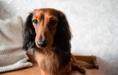 Bakımlı, uzun saçlı, kırmızı ve siyah bir dachshund 'un portresi, kahverengi gözler, sevimli bir burun..