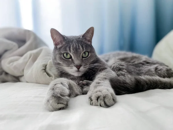 Eine Schöne Graue Katze Liegt Bequem Mit Ausgestreckten Pfoten Auf — Stockfoto