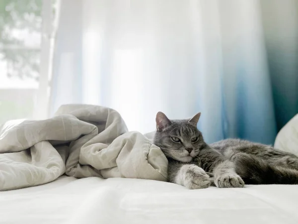 Seekor Kucing Abu Abu Yang Indah Berbaring Tempat Tidur Pemilik — Stok Foto