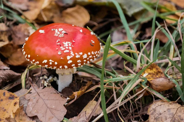 Beautiful Red Orange Fly Agaric White Spots Grows Yellow Green — Stock Photo, Image