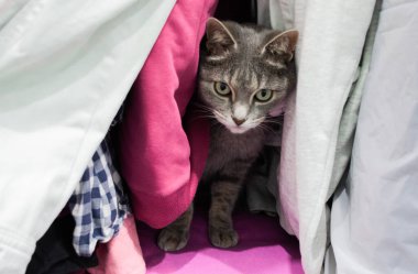 Gri şirin bir kedi dolapta saklanıyor..