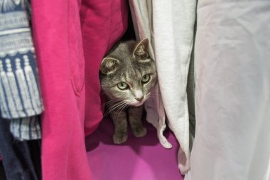 Gri şirin bir kedi dolaptaki kıyafetlerin arasında saklanıyor. Suçluluk duygusuyla yukarı bakıyor..