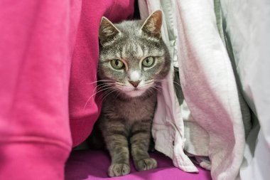 Gri sevimli kedi dolapta saklanıyor..