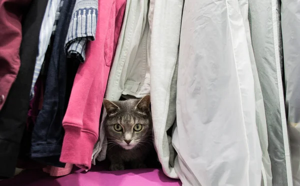 Een Schattige Grijze Kat Verstopt Zich Tussen Kleren Kast — Stockfoto