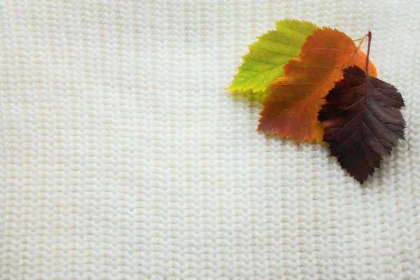 Drie Heldere Herfstbladeren Van Meidoorn Kastanjebruin Geel Oranje Groen Een — Stockfoto